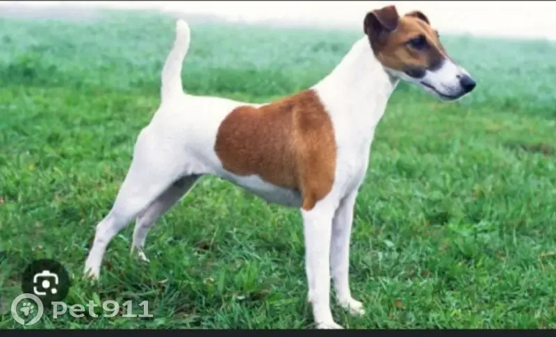 Пропала собака, мужской, Советская улица, 351, Донское - photo