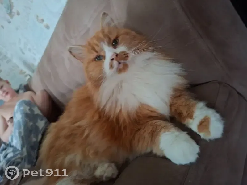 Пропал кот, Комсомольская улица, 23, Семёновка - рыжий с белой грудкой - photo