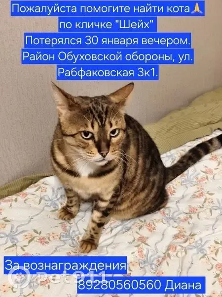 Пропал кот, Рабфаковская улица, 3 к1, Санкт-Петербург - бенгал, пятнистый - photo