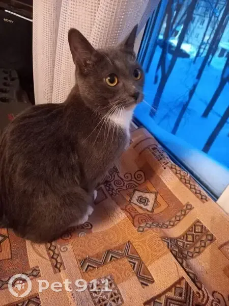 Найдена кошка, улица Маршала Жукова, 14, Наро-Фоминск - photo