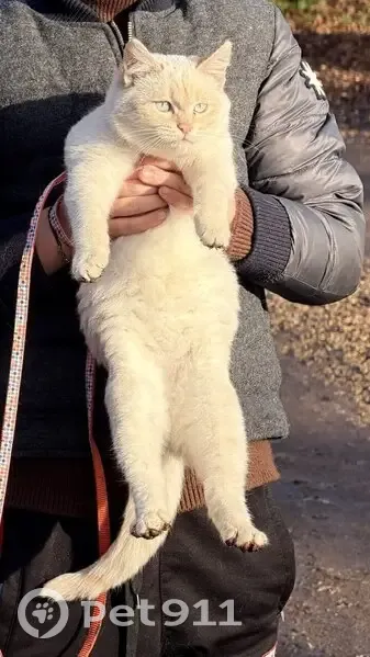 Пропал кот, Воронеж, Воронежская область - белый с рыжими полосками и голубыми глазами - photo