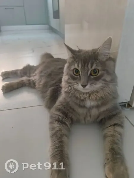 Пропал кот, улица Геофизиков, Уфа - 6-7 месяцев, белый подбородок - photo