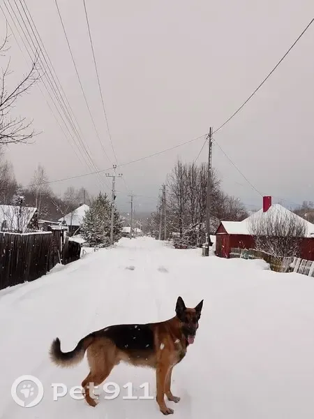 Пропал собака, улица Шурак, 78, Осинники - черный с рыжим, большие уши - photo