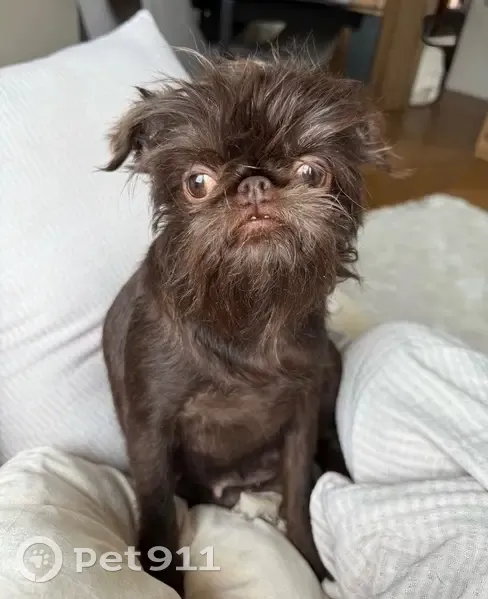 Пропала собака, Петровский проспект, 24 к3, Санкт-Петербург - бельгийский грифон, девочка - photo