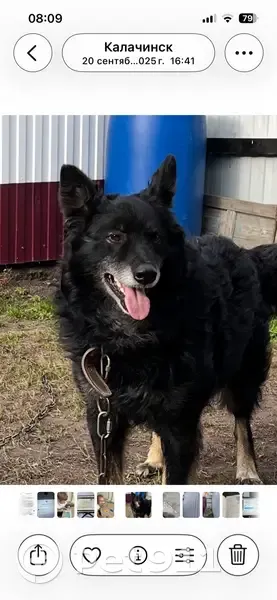 Пропал собака, Калачинск, Омская область - чёрный, лохматый с светлыми лапами - photo