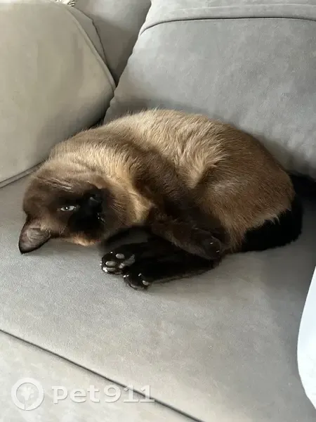 Пропал кот, Суровка, Татарстан - сиамский, кличка Жопик - photo