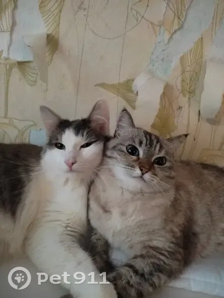 Пропала кошка, улица Красных Партизан, Кировград - photo