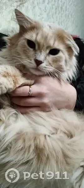 Пропал кот, Промышленная улица, 69, Ульяновск - крупный, пушистый, окрас персиковый - photo