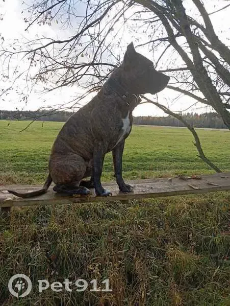 Пропала собака, 41К-216, Меньково, Карташевская - гладкошёрстная чёрная в серой жилетке - photo