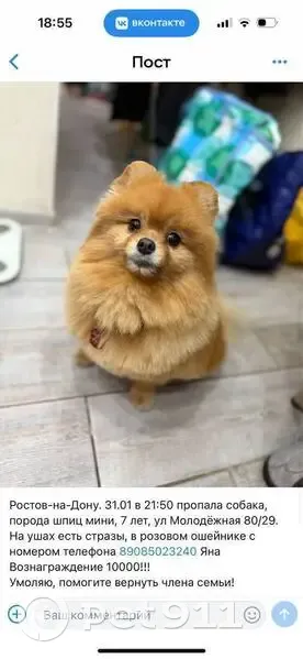 Пропала собака, Молодёжная улица, Ростов-на-Дону - рыжий шпиц мини с белым окрасом - photo