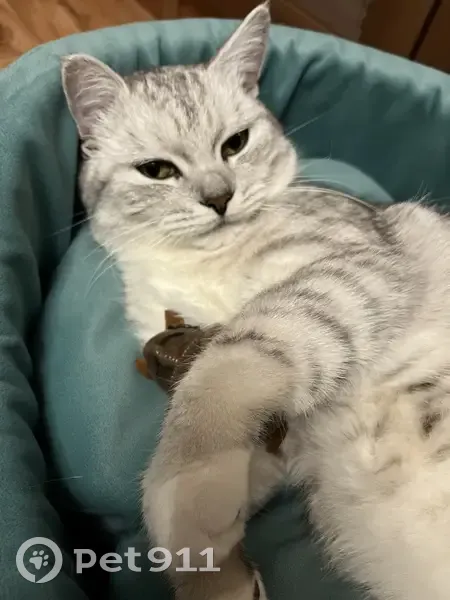 Пропал кот, улица Манистова, Петровск - очень коммуникабельный - photo