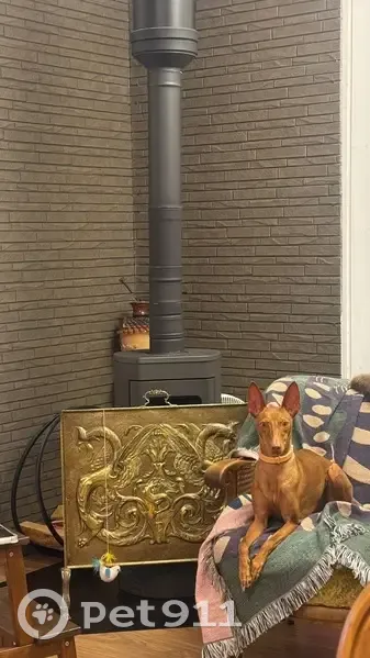 Пропала собака, Большой проспект В.О., 59, Санкт-Петербург - трусливая и добрая - photo