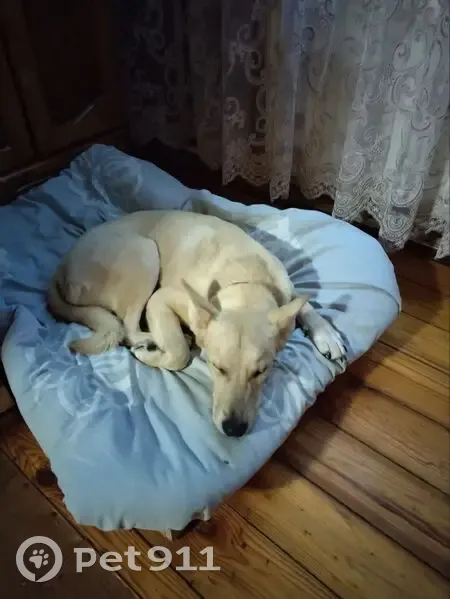 Пропала собака, женская, Подольск, Московская область - очень пугливая, гладкошёрстная - photo