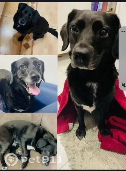 Пропала собака, Центральная улица, 8, Черников - чёрная с белой грудкой - photo