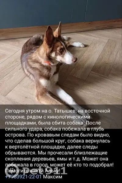 Пропала собака, Красноярск, Красноярский край - photo