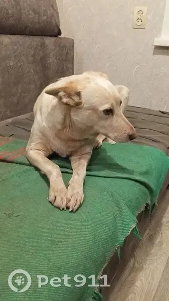 Пропала собака, Воронежская улица, 19, городской округ Тамбов - бело-рыжая, пугливая - photo