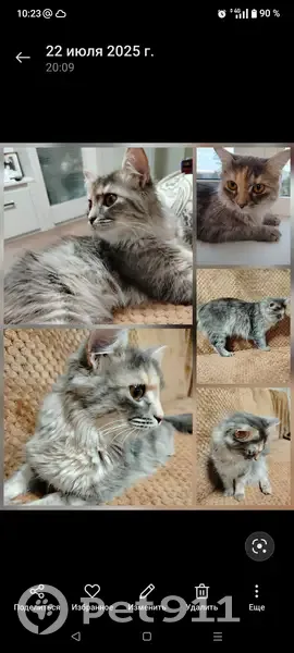 Найдена кошка, Пионерская улица, 8, Новочебоксарск - забилась под капот во время грозы - photo