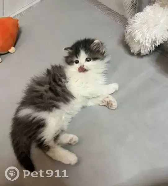 Пропала кошка, улица Нахимова, 5, Челябинск - пушистая бело-чёрная, ручная и ласковая - photo