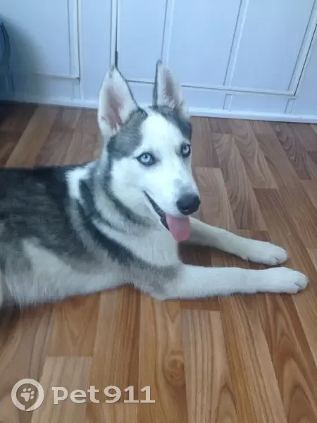 Пропал собака, 1-я Луговая улица, 3, Ростов-на-Дону - сорвался с поводка - photo