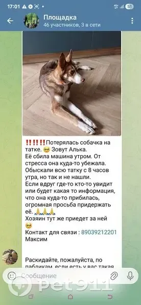 Пропала собака, женский пол, Октябрьский мост, Красноярск - photo