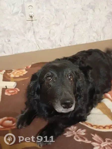 Пропала собака, улица Качалова, 86, Казань - чёрная, на прогулке 2 часа - photo