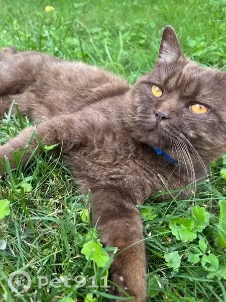 Пропал кот, Северная улица, 10, Варские - британец шоколадного окраса - photo