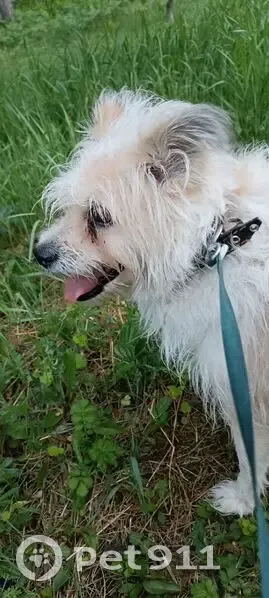 Пропала собака, улица Горького, 21, Ангарск - светлая с подпалинами - photo