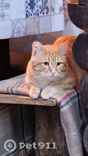 Пропал кот, Еловая улица, Чебаркуль - отсутствует кончик правого уха - photo