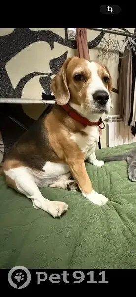 Пропала собака, Насыпная улица, Оренбург - бигль в красном ошейнике - photo