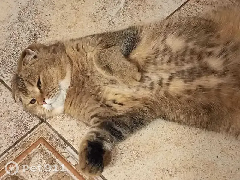 Пропал кот, аллея Роз, 13, Высокогорское - photo