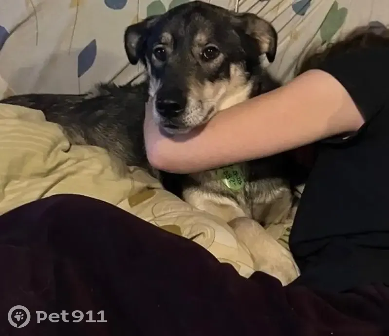 Пропала собака, женский пол, ул. Полуостровная, Васкелово - photo