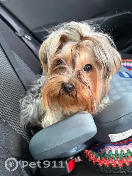 Пропала собака, улица 60-летия Белгородской области, Ракитное - йоркширский терьер - photo