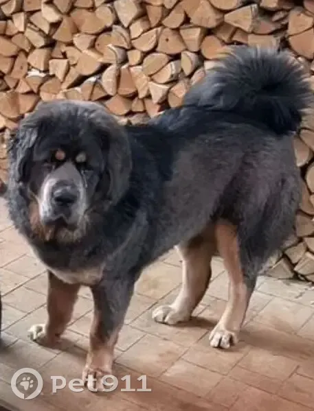 Пропала собака, девочка, Центральная улица, Островское сельское поселение - тибетский мастиф - photo