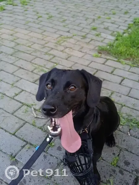 Пропал собака, мужской, улица 40 лет ВЛКСМ, 65, Новокузнецк - чёрная гладкошёрстная - photo