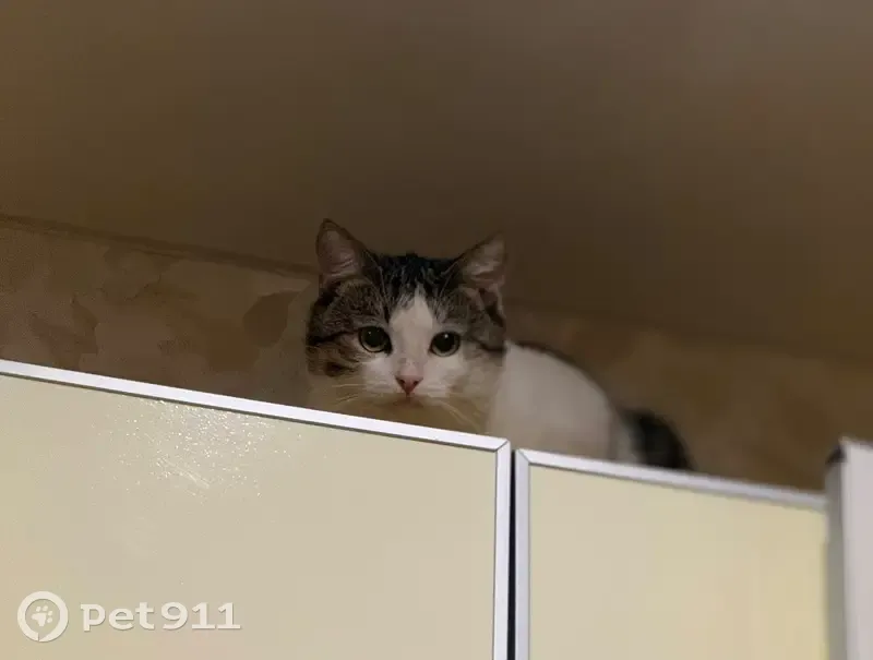 Пропал кот, проспект Мира, Набережные Челны - ласковый и доверчивый - photo