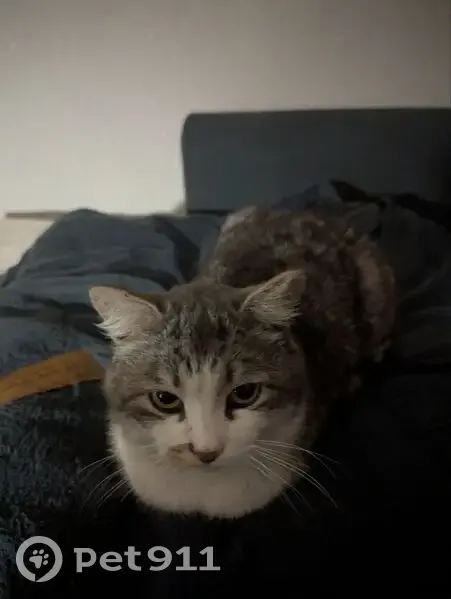 Пропал кот, Кузнецкая улица, 1, Бийск - бело-серый, неагрессивный - photo