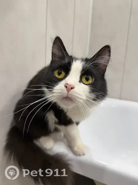 Пропал кот, улица Ползунова, Тула - пугливый и очень добрый - photo