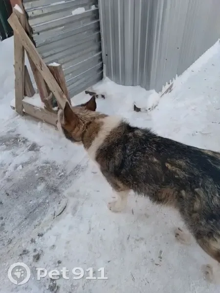 Пропала собака, Монастырская улица, 96, Пермь - серая, в ошейнике - photo