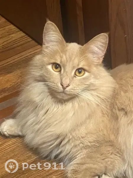 Пропал кот, Краснознамённая улица, 20Г, Тольятти - отзывается на кличку 