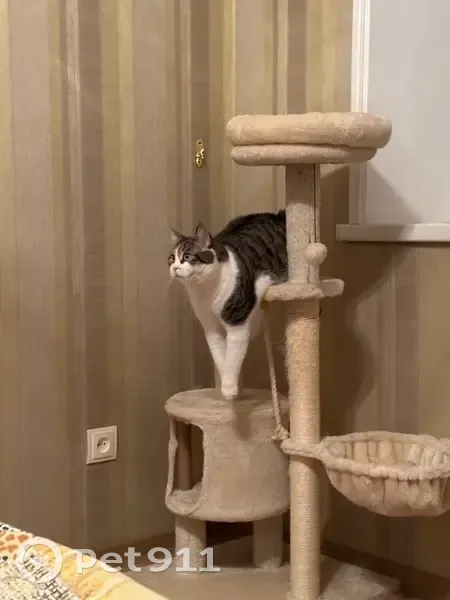 Пропала кошка, Парковая улица, 23, Черкесск - очень ласковая и добрая - photo