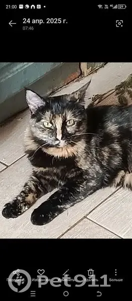 Пропала кошка, Центральная улица, 168Б, Кораблино - черепаховая, своенравная - photo