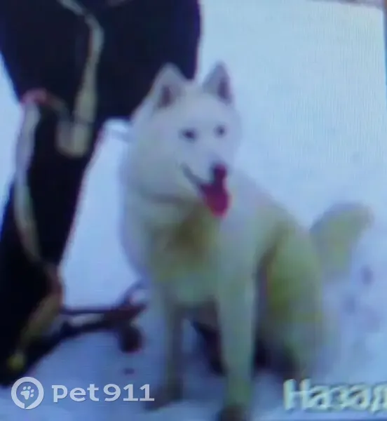 Пропала собака, переулок Черняховского, 7, Тюмень - белая - photo