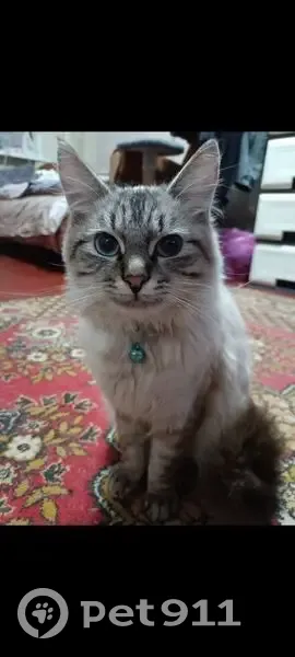 Пропал кот, улица Чкалова, Колпна - серо-белый с голубыми глазами - photo