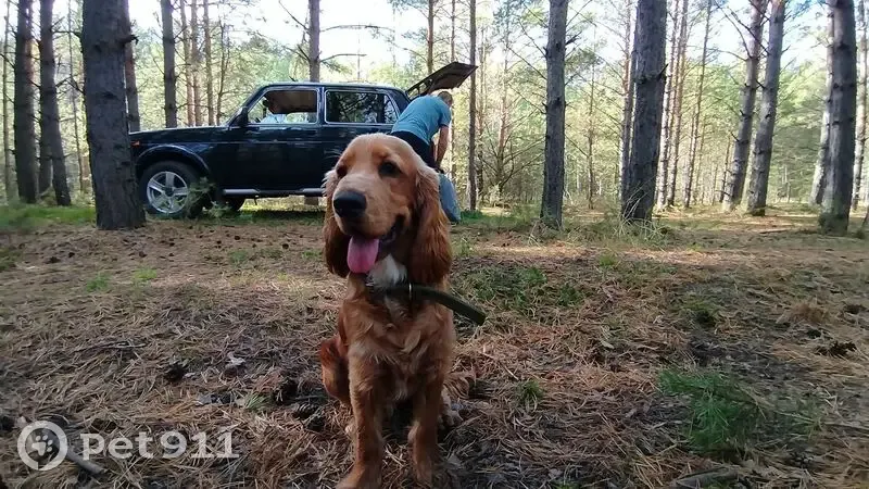 Пропал собака, мужской, Васильковый переулок, 4, Назарово - рыжий с серебристой цепью - photo