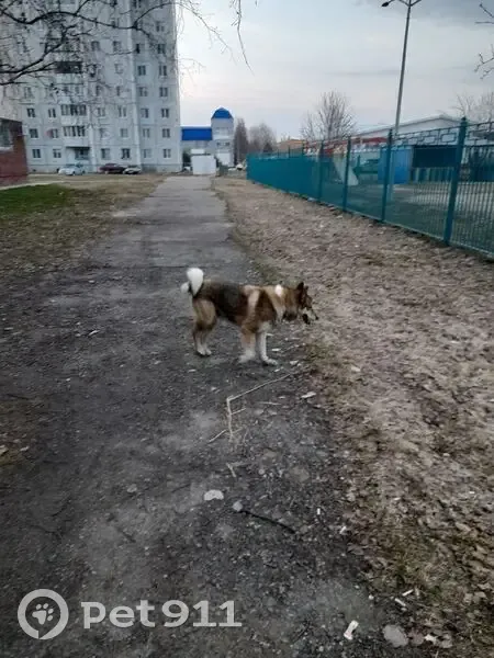 Пропал собака, Пойковский - серо-рыжий окрас, хвост закручен в двойное кольцо - photo