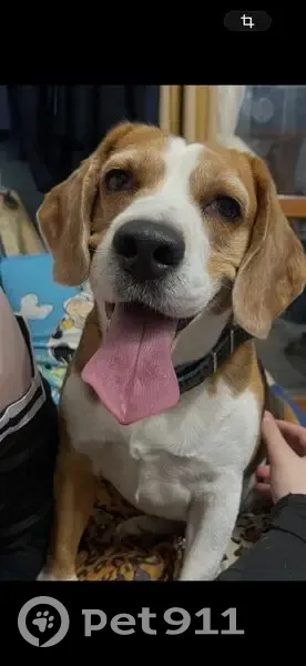 Пропал собака, Насыпная улица, 3, Оренбург - красный ошейник - photo