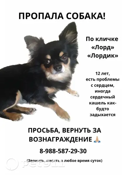 Пропал собака, 3-й Сахалинский переулок, 19, Ростов-на-Дону - чёрный длинношерстный чихуа - photo