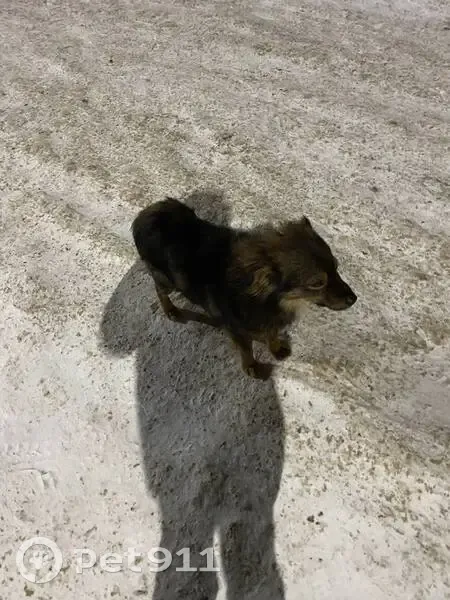 Найдена собака, улица Осканова, городской округ Липецк - девочка, ласковая и общительная - photo