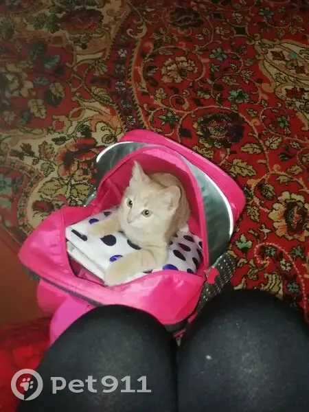 Пропал кот, улица Серафимовича, 47, Крымск - молодой с кисточками на ушах - photo