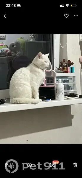 Пропала кошка, улица Мира, Сочи - стерилизована, розовый ошейник - photo